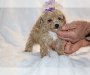 Poodle (Toy) Puppy for sale in DYERSBURG, TN, USA
