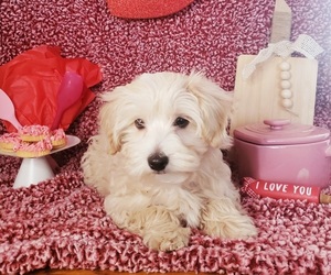 Maltipoo Puppy for sale in INDEPENDENCE, MO, USA