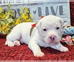 Puppy Red Collar Alapaha Blue Blood Bulldog