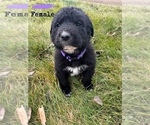 Small Photo #2 Chesapeake Bay Retriever-Great Pyrenees Mix Puppy For Sale in PRINEVILLE, OR, USA