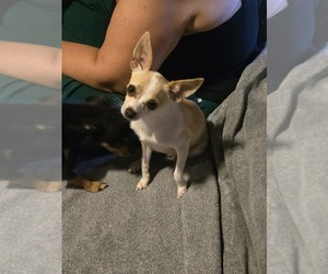Mother of the Taco Terrier puppies born on 07/15/2025