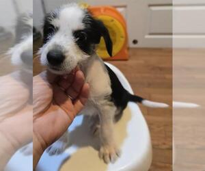 Maltipoo Dogs for adoption in San Antonio, TX, USA