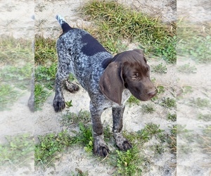 German Shorthaired Pointer Puppy for Sale in WARSAW, North Carolina USA