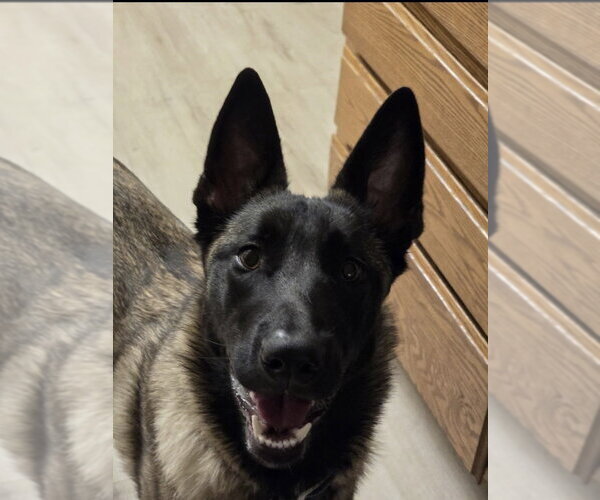 Medium Photo #7 Mutt Puppy For Sale in Imlay City, MI, USA