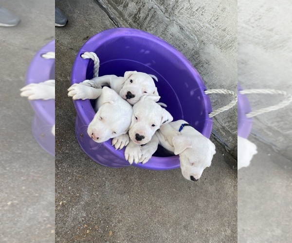 Medium Photo #1 Dogo Argentino Puppy For Sale in BURKE CITY, MO, USA