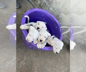 Dogo Argentino Puppy for sale in BURKE CITY, MO, USA