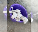 Small Photo #1 Dogo Argentino Puppy For Sale in BURKE CITY, MO, USA