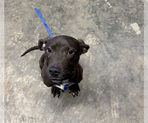 American Staffordshire Terrier-Unknown Mix Dogs for adoption in Tallahassee, FL, USA