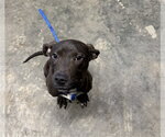 Small American Staffordshire Terrier Mix