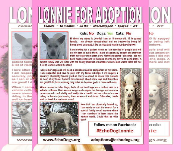 Medium Photo #4 Unknown-white german shepherd Mix Puppy For Sale in Hoffman Estates, IL, USA