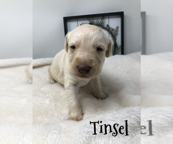 Medium Photo #8 Labradoodle Puppy For Sale in KENLY, NC, USA