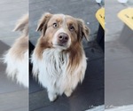 Small Photo #1 Aussiedoodle Puppy For Sale in FAIRFIELD, CA, USA