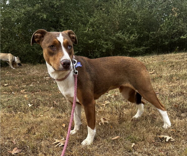 Medium Photo #3 Mutt Puppy For Sale in Boston, MA, USA