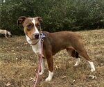 Small #2 Mutt