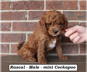 Cockapoo (Miniature) Puppy for Sale in CLARKRANGE, Tennessee USA