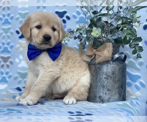 Anatolian Shepherd-Golden Retriever Mix Puppy for sale in LANCASTER, PA, USA