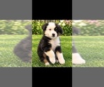 Puppy Forrest Australian Shepherd