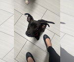 Small #2 Chiweenie
