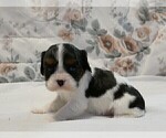 Small Photo #14 Cavalier King Charles Spaniel Puppy For Sale in MARCELLUS, MI, USA