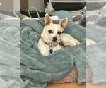 Small Photo #2 Chihuahua-Unknown Mix Puppy For Sale in San Francisco, CA, USA