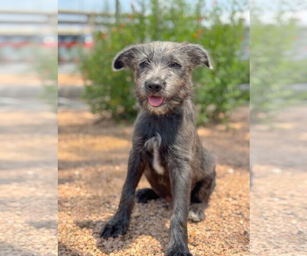 Medium Photo #1 Mutt Puppy For Sale in PIPE CREEK, TX, USA