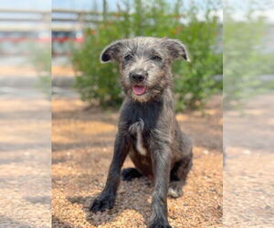 Mutt Dogs for adoption in PIPE CREEK, TX, USA