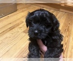 Small Photo #7 YorkiePoo Puppy For Sale in NEW BRITAIN, CT, USA
