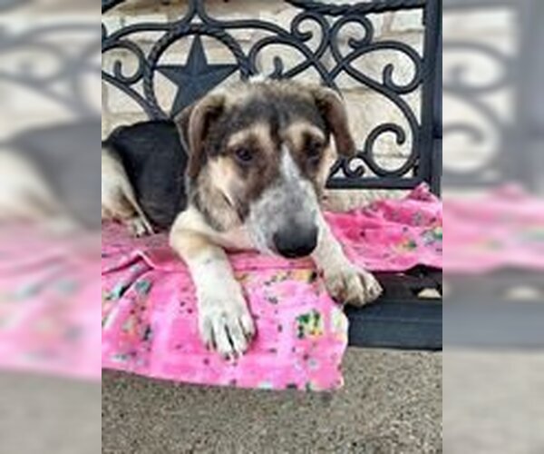 Medium Photo #3 Mutt Puppy For Sale in Brewster, NY, USA