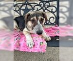 Small #2 Mutt