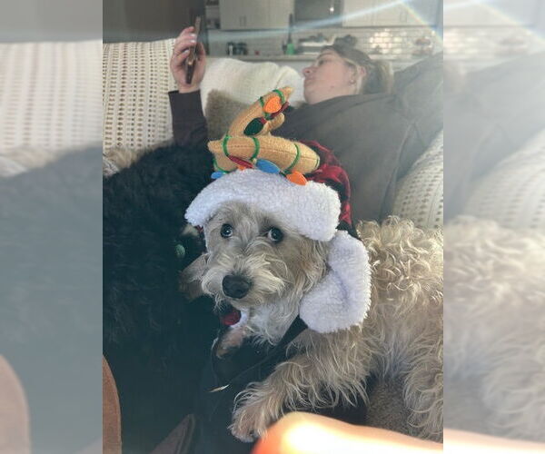 Medium Photo #5 Cairn Terrier-Unknown Mix Puppy For Sale in Chandler, AZ, USA