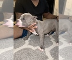 Small Photo #4 American Bully Puppy For Sale in DRY FORK, VA, USA