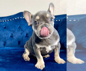 French Bulldog Puppy for sale in BELLEVUE, WA, USA