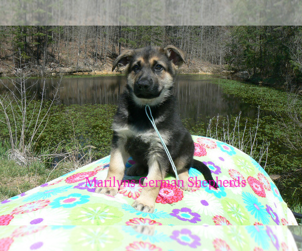 Medium Photo #7 German Shepherd Dog Puppy For Sale in PIEDMONT, MO, USA