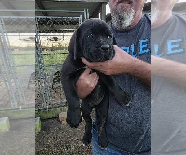 Medium Photo #3 Cane Corso Puppy For Sale in WALTERBORO, SC, USA