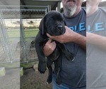 Small #2 Cane Corso