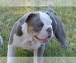 Puppy 6 English Bulldog