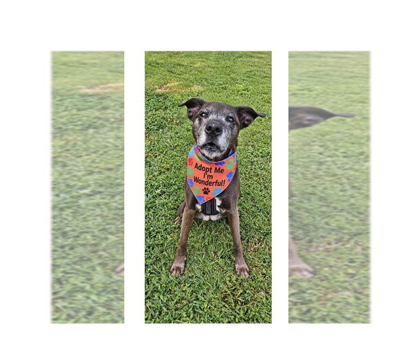 Medium Photo #21 Plott Hound-Unknown Mix Puppy For Sale in Mooresville, NC, USA