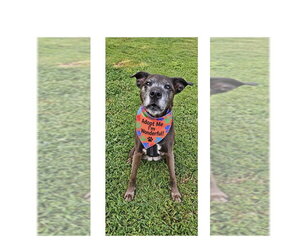 Mini - Female Plott Hound-Unknown Mix Dog for Adoption - Photo #21
