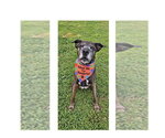 Small Photo #21 Plott Hound-Unknown Mix Puppy For Sale in Mooresville, NC, USA