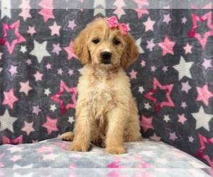 Goldendoodle Puppy for sale in LAKELAND, FL, USA