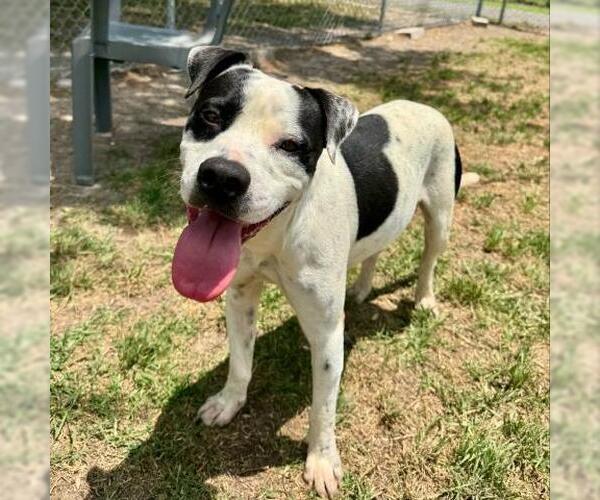 Medium Photo #2 American Pit Bull Terrier-Unknown Mix Puppy For Sale in Conroe, TX, USA