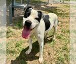 Small #1 American Pit Bull Terrier Mix