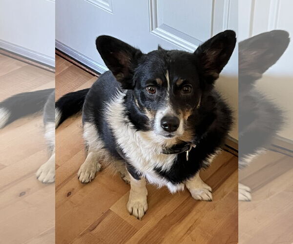 Medium Photo #1 Australian Shepherd-Unknown Mix Puppy For Sale in Denver , CO, USA