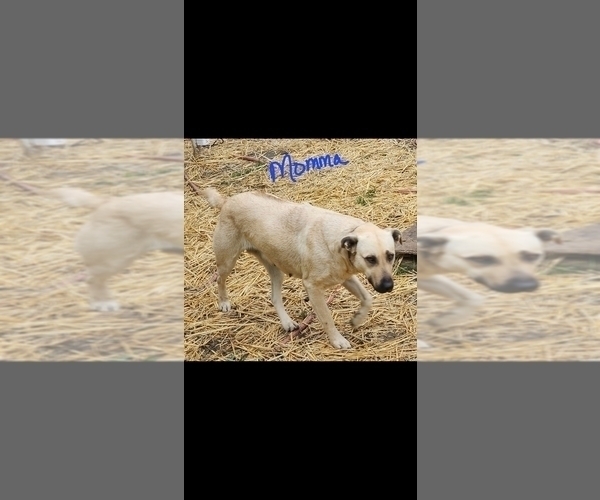Medium Photo #5 Akita-German Shepherd Dog Mix Puppy For Sale in GRANTS PASS, OR, USA