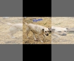 Small #4 Akita-German Shepherd Dog Mix