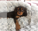 Small Photo #7 Cavalier King Charles Spaniel Puppy For Sale in AURORA, CO, USA