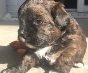 Shih-Poo Puppy for sale in UNIONTOWN, OH, USA