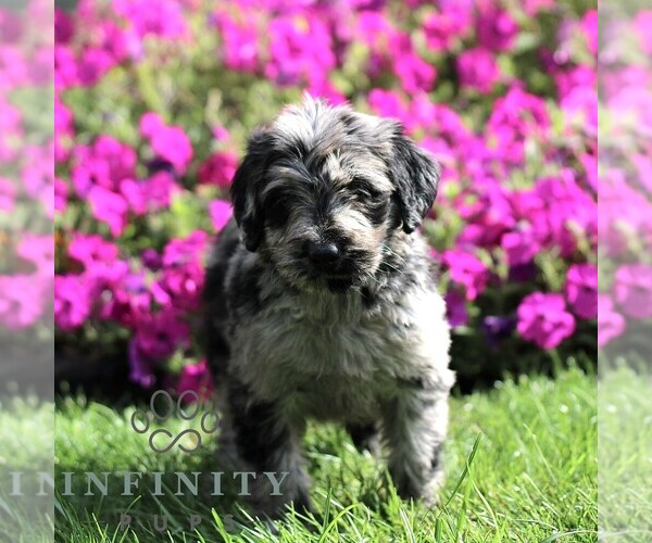 Medium Photo #2 Labradoodle mix (+ Poodle Standard) Puppy For Sale in RONKS, PA, USA