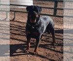 Small Photo #19 Rottweiler Puppy For Sale in WRAY, CO, USA