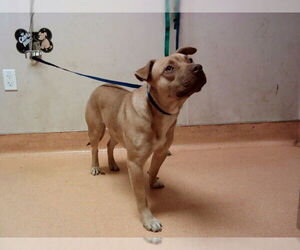 Mutt Dogs for adoption in Martinez, CA, USA